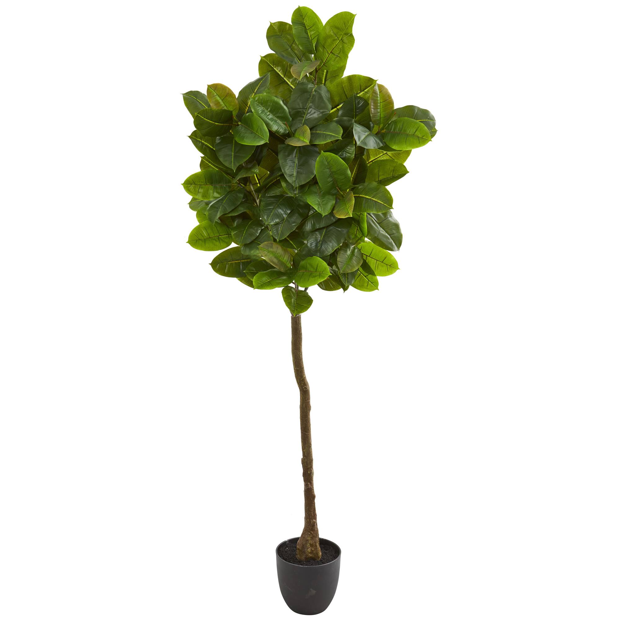 6ft. Potted Rubber Leaf Tree